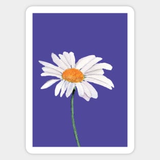 Daisy with ultra violet background Sticker